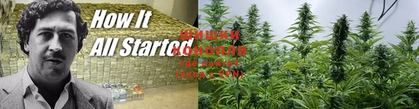 ГАЛЛЮЦИНОГЕННЫЕ ГРИБЫ Алзамай